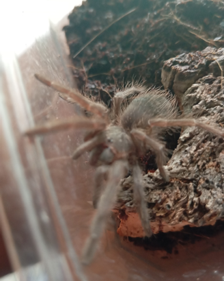 Femmina lasiodora Parahybana
