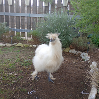 Galletto bianco moroseta