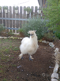 Galletto bianco moroseta