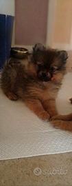 Cuccioli spitz pomerania