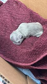 Bulldog francese