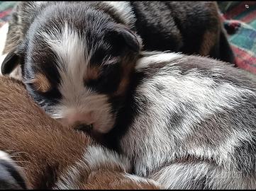 Pastore australiano Australian Shepherd cuccioli