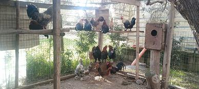 Galli e galline