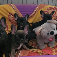 Cuccioli di Bulldog Francese