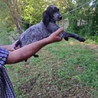 Cuccioli bracco tedesco