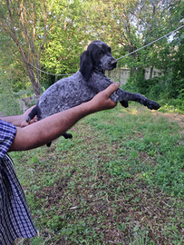 Cuccioli bracco tedesco