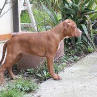 Cuccioli Pitbull