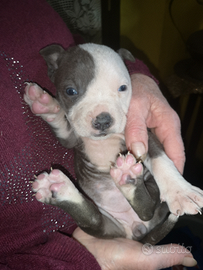 Cucciola BLEU Femminuccia stupenda pura razza