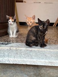 gattine in adozione 