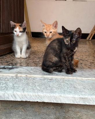 gattine in adozione 