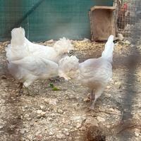 Galline Padovana Bianca