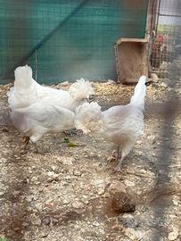Galline Padovana Bianca