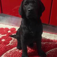 Cucciolo Labrador con Pedigree