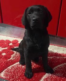 Cucciolo Labrador con Pedigree