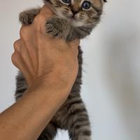 Scottish fold