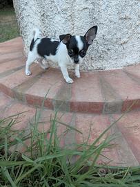 Cuccioli. Di chihuahua. Maschi. Con pedigree