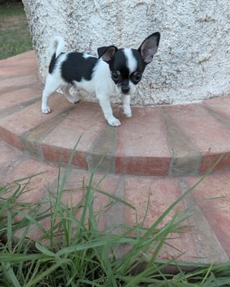 Cuccioli. Di chihuahua. Maschi. Con pedigree