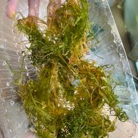 Muschio per Acquario