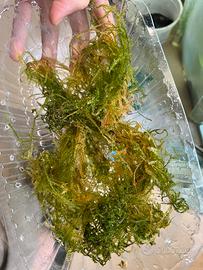 Muschio per Acquario