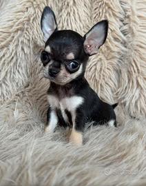 Chihuahua femmina taglia piccola