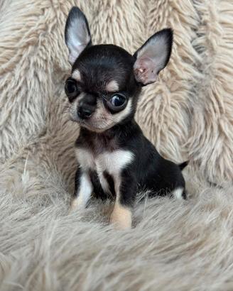 Chihuahua femmina taglia piccola