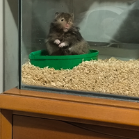 Criceto dorato a pelo lungo