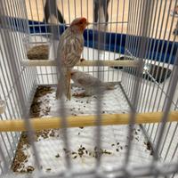 Canarino agata opale mosaico rosso