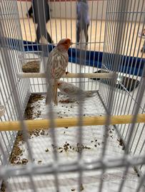 Canarino agata opale mosaico rosso