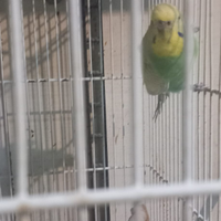 Pappagalli