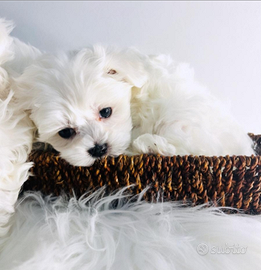 Cuccioli di MALTESI