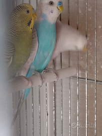 Pappagallini ondulati