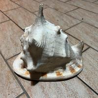Conchiglia gigante
