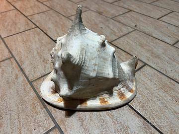 Conchiglia gigante