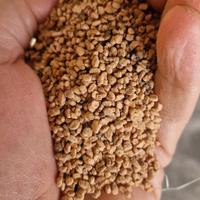 NOCCIOLINO DI OLIVA BIANCO