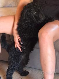 Cucciola di barboncino nano nera