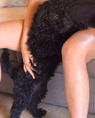 Cucciola di barboncino nano nera