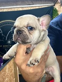 Magnifici cuccioli bulldog francese