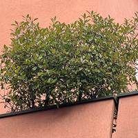 Piante/alberi di Photinia