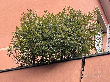 Piante/alberi di Photinia