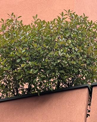 Piante/alberi di Photinia