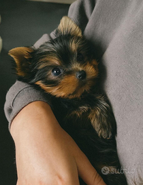 Yorkshire cuccioli mini Toy genitori 1.5kg