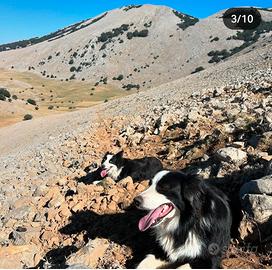 Cuccioli di border collie