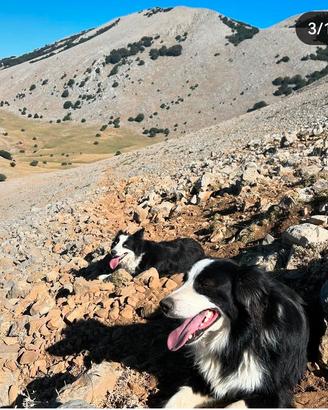 Cuccioli di border collie