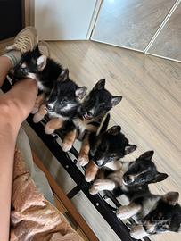 Cuccioli mix Siberian Husky
