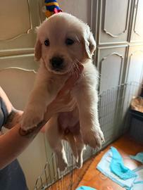 Cuccioli golden retriever