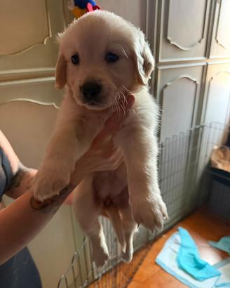 Cuccioli golden retriever