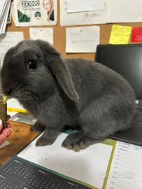 Coniglio nano ariete blu di Vienna