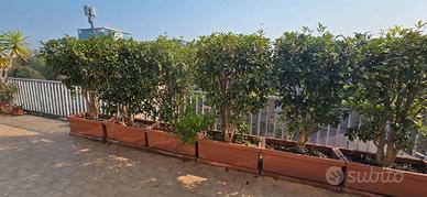 🌿Siepe di Osmanto Odoroso, alta, fitta, profumata