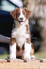Super Cuccioli Australian shepherd