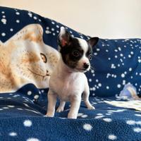 Pinscher nano
